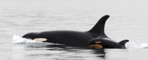 Orca whale born cbc