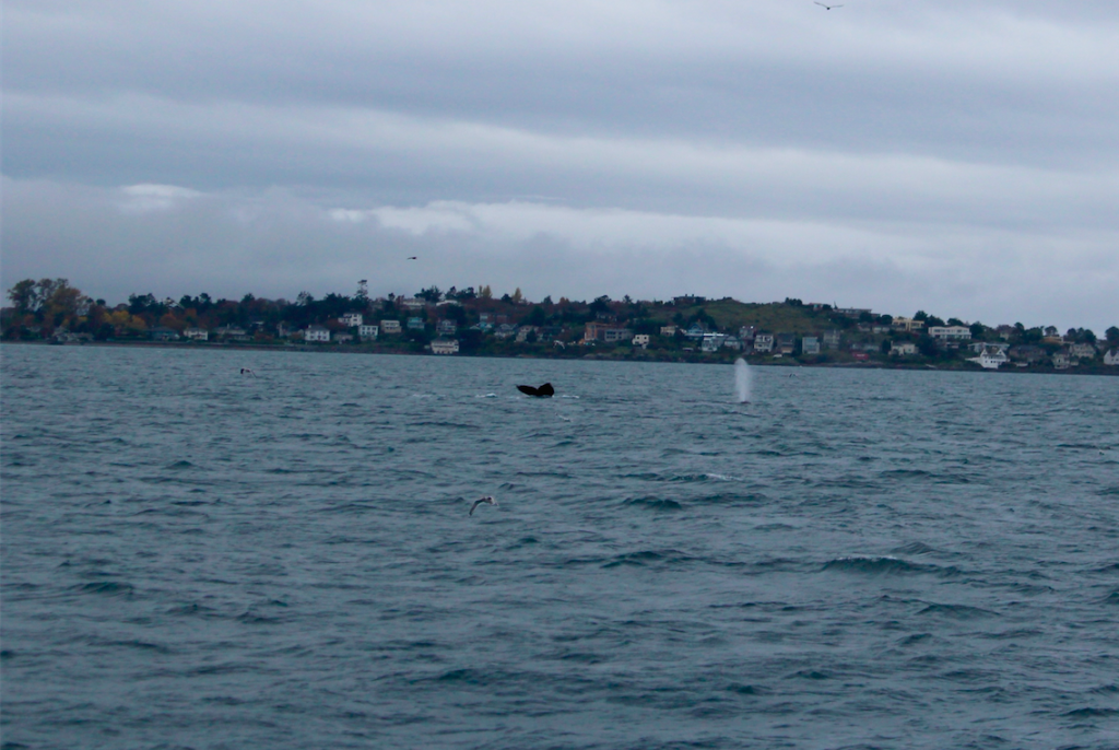 Humpback Whales feeding outside of Victoria's Harbour