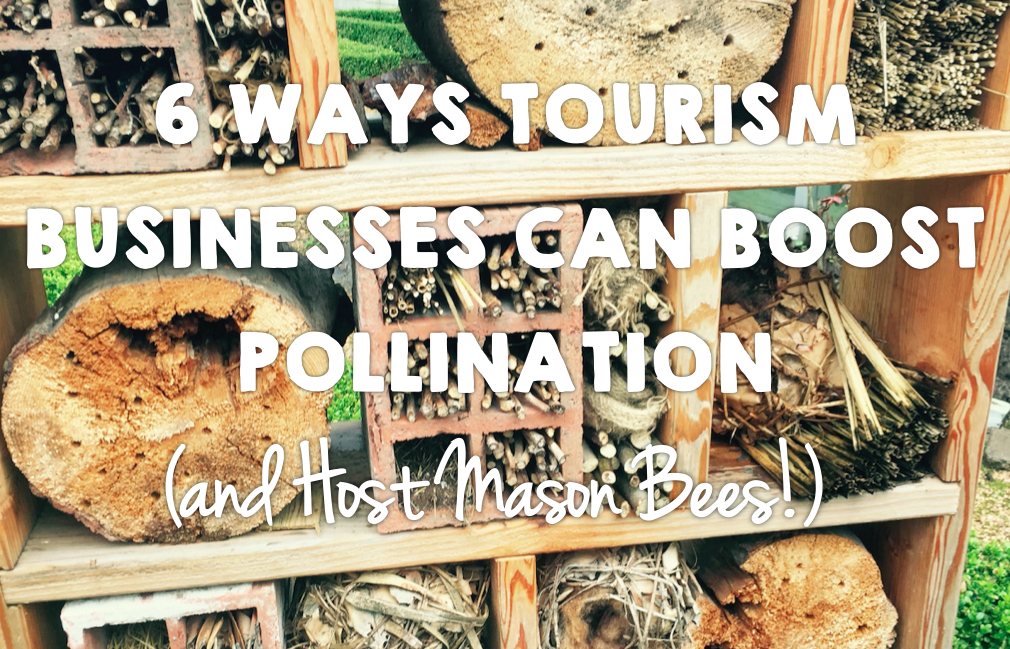 Green Tourism Canada 6 ways tourism businesses can boost pollination and host mason bees