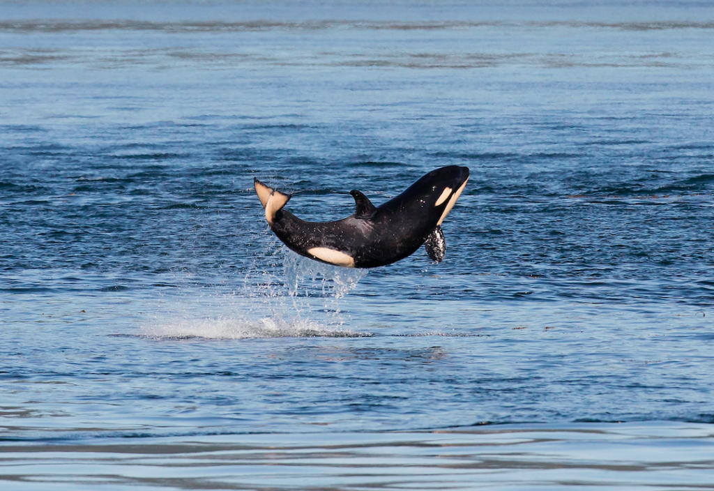 EAgle Wing Tours Breaching Orca