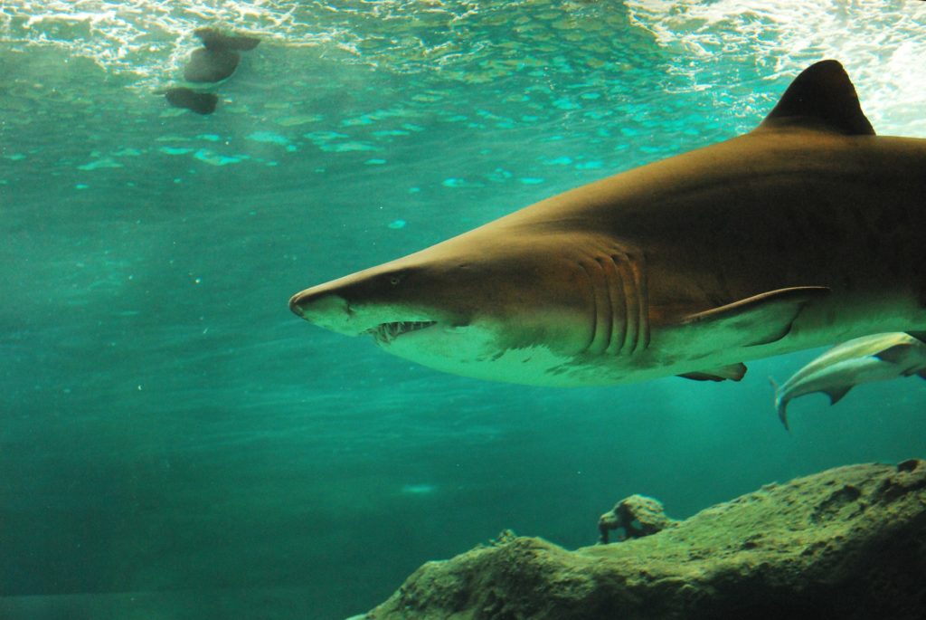 shark photo credit: Merone for Pixabay