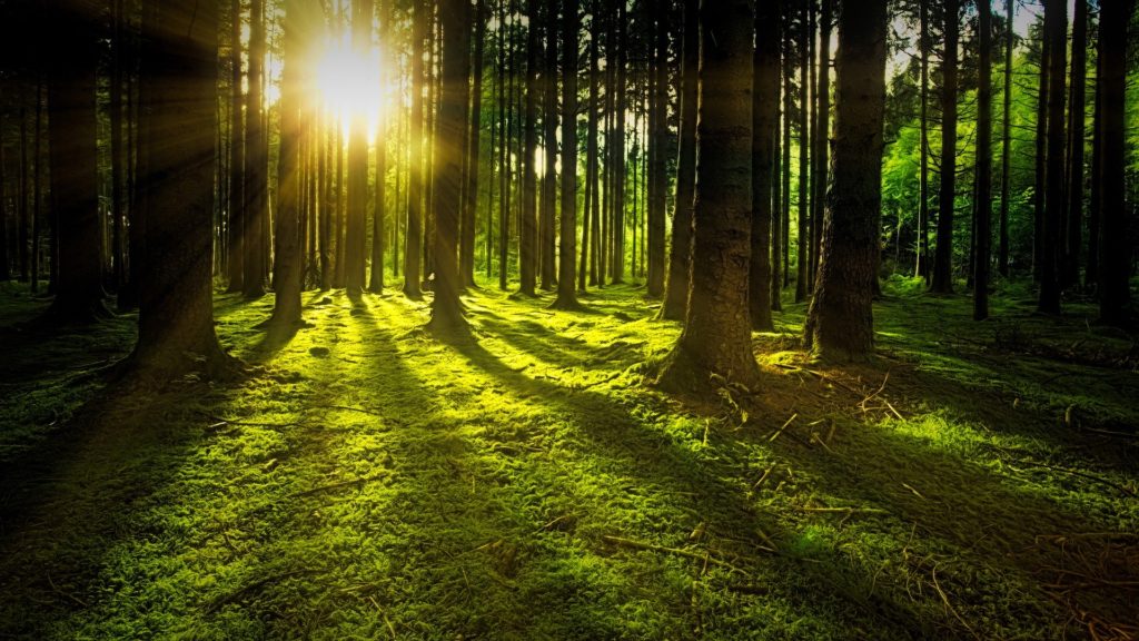 image of sunbeams filtering through a forest of pine trees with green moss along the forest floor.